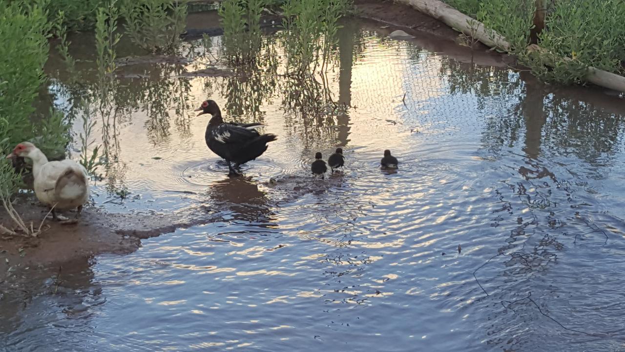 Complejo Rio Los Patos - Apartamentos Barreal Buitenkant foto